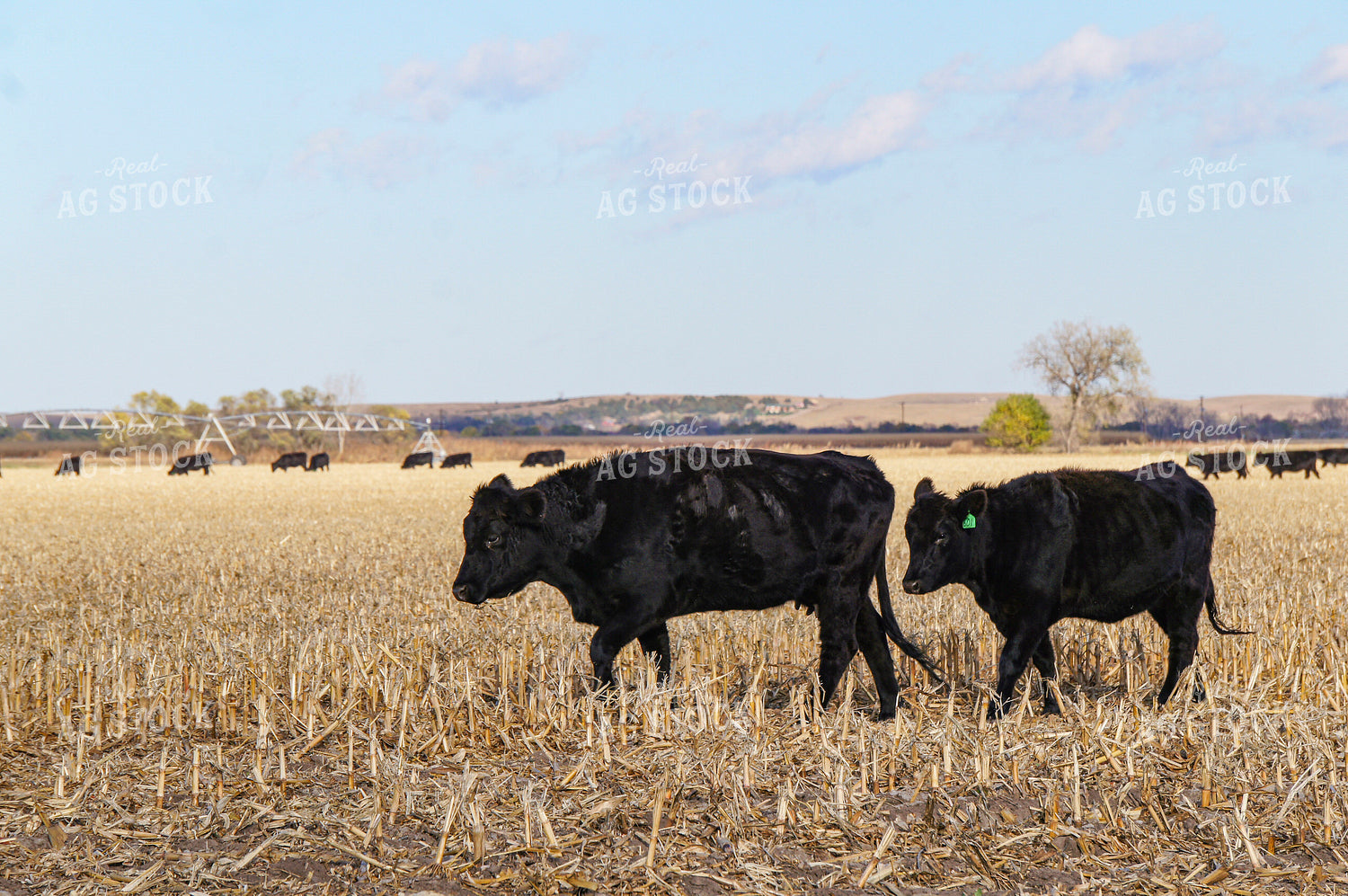 Cattle on Corn Stalks 156019