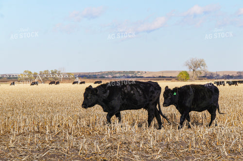 Cattle on Corn Stalks 156019
