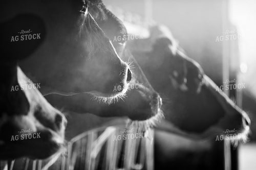 Holstein Cows Eating Black and White 55017