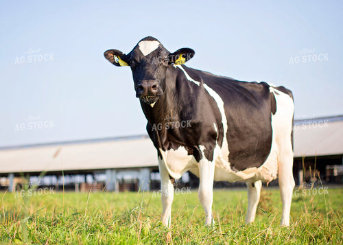 Holstein Cow Outside of Barn 55153
