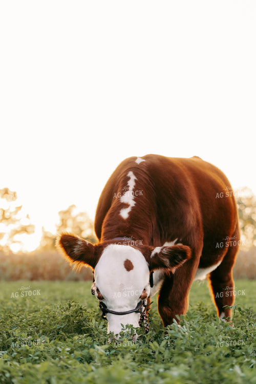 Hereford Cattle 68237
