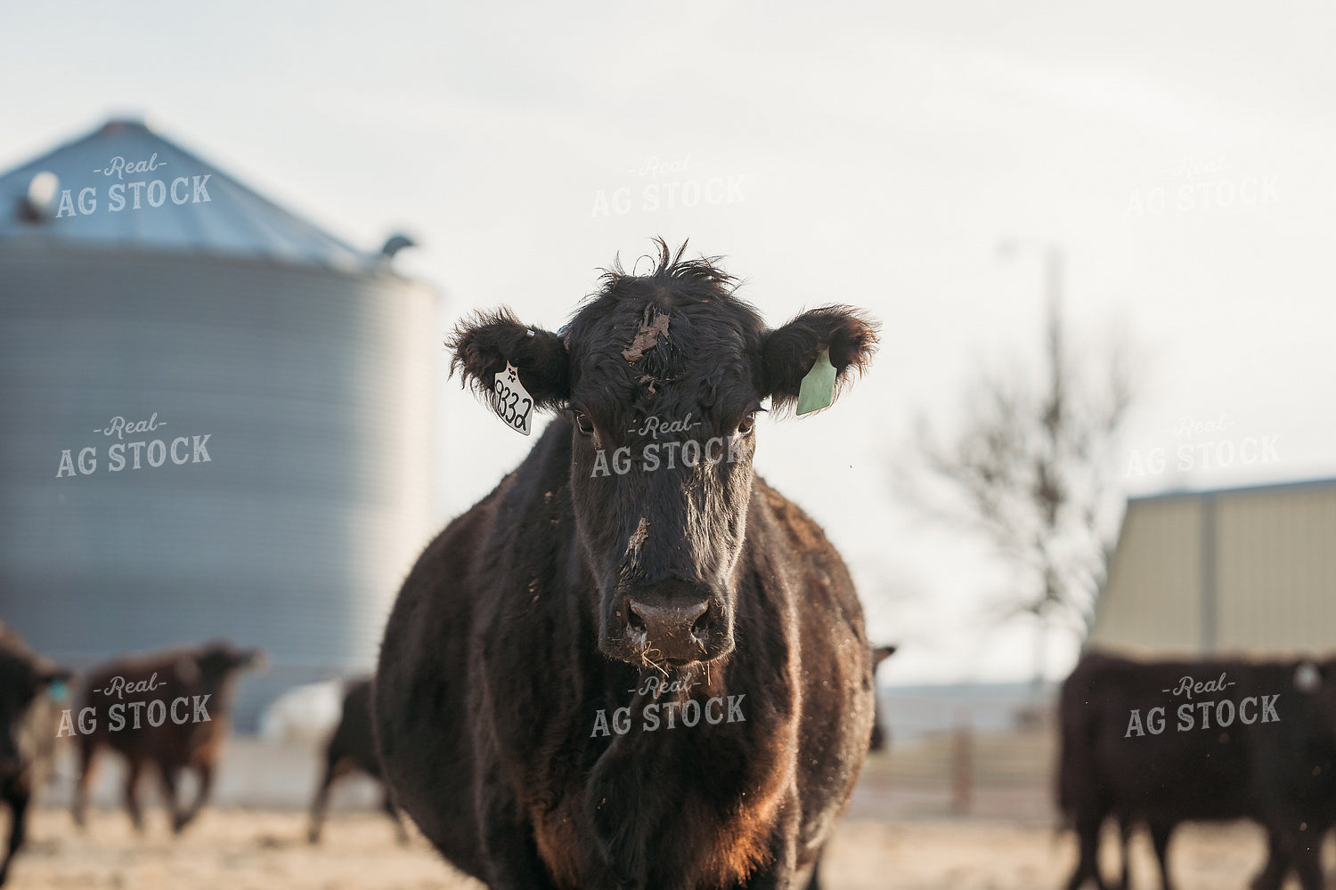 Black Angus Cattle 196231