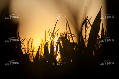 Corn - Mid-Season 1275