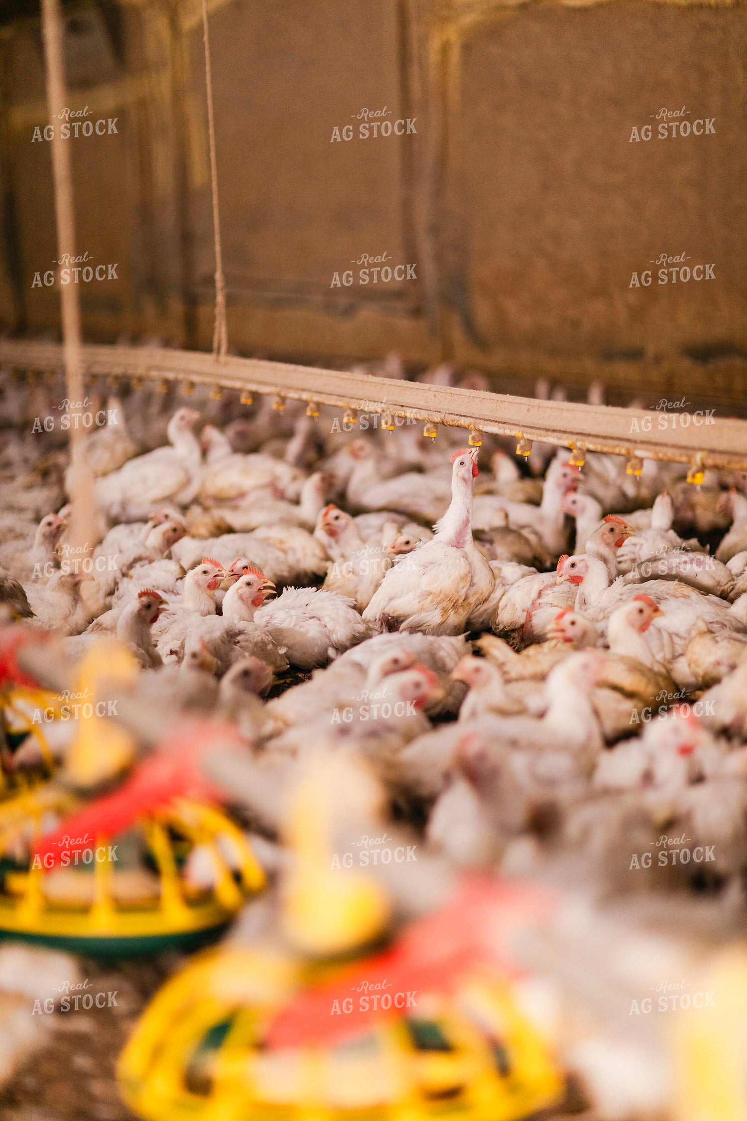 Broiler Chickens in Barn 280036