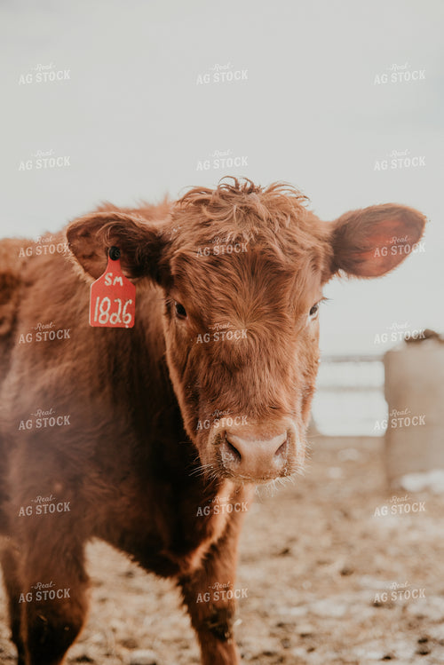 Cow in Farmyard 118012