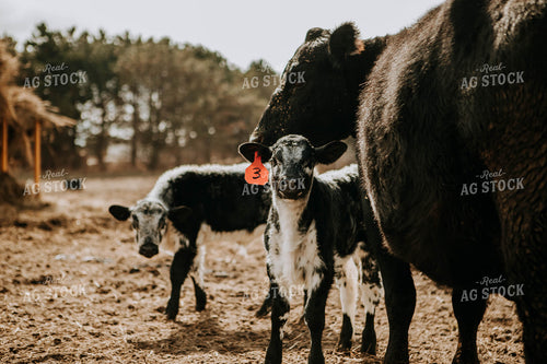 Cows and Calves in Pasture 77267