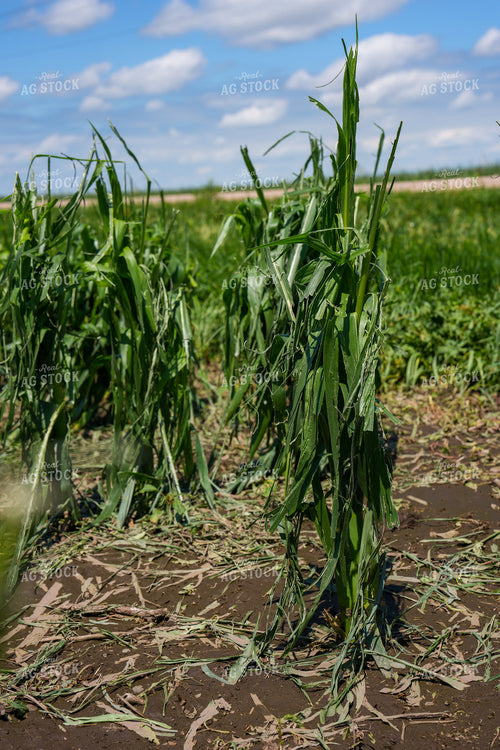 Hai Damaged Corn Field 65902