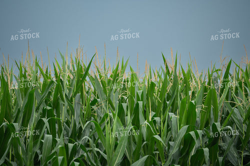 Midseason Corn 185249