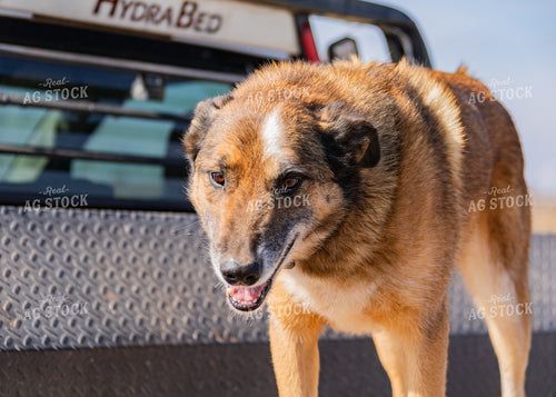 Farm Dog 231110