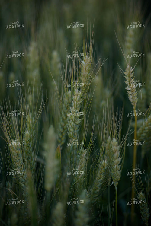 Green Wheat 57023