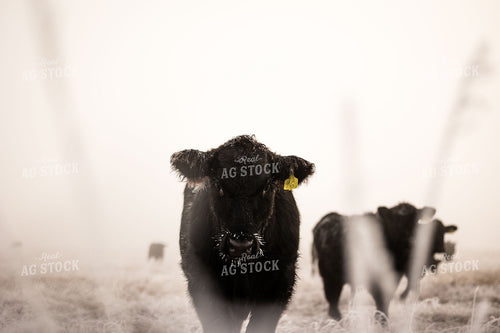 Black Angus Cattle Standing in Winter Morning Fog 404013