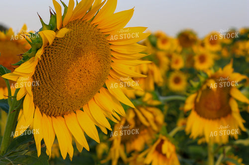 Sunflowers 60052