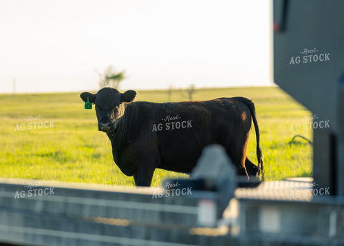 Cattle on Pasture 264039