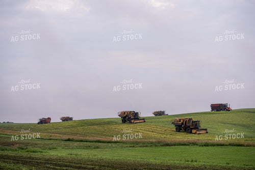 Harvesting Peas 76182