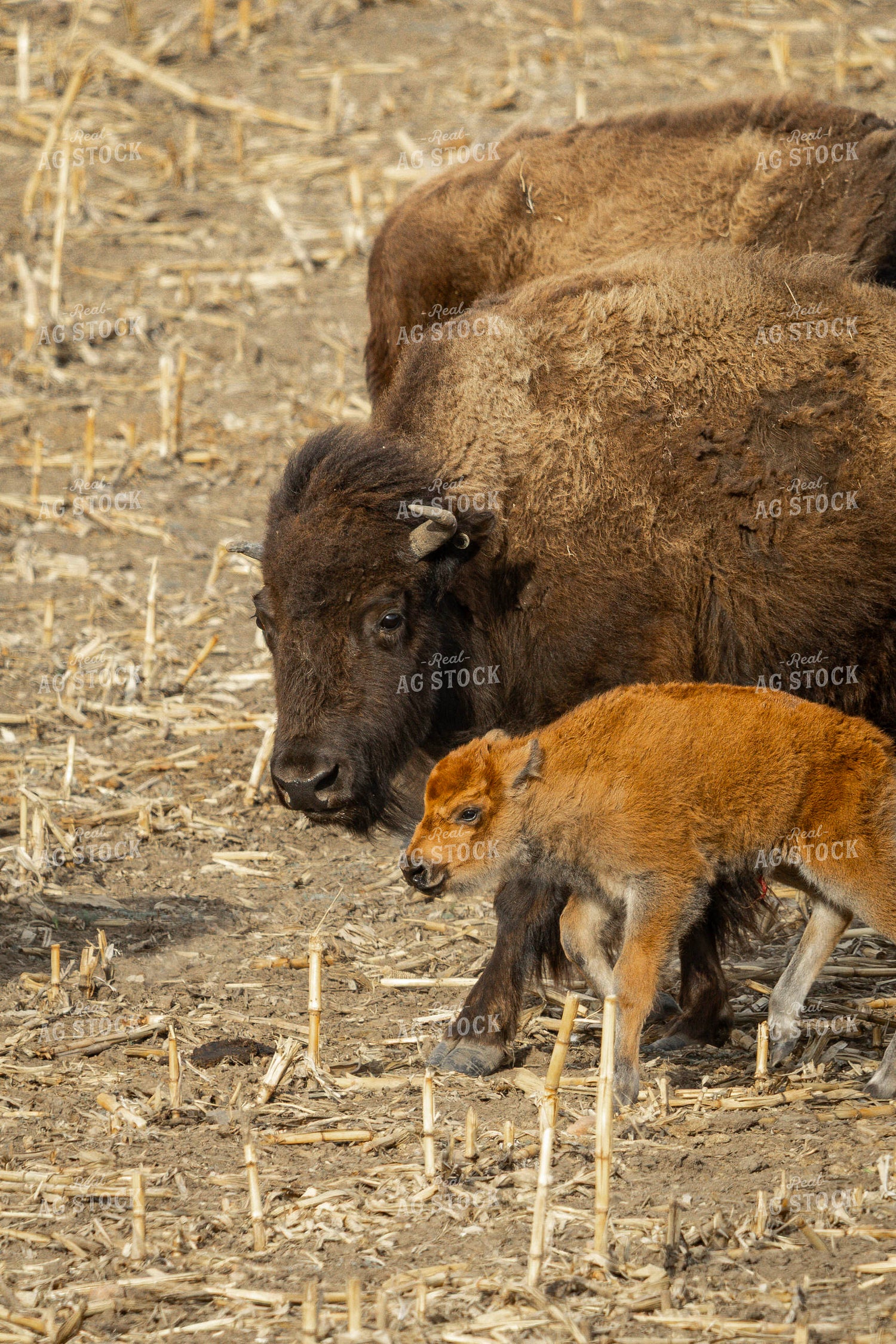 Bison 187134