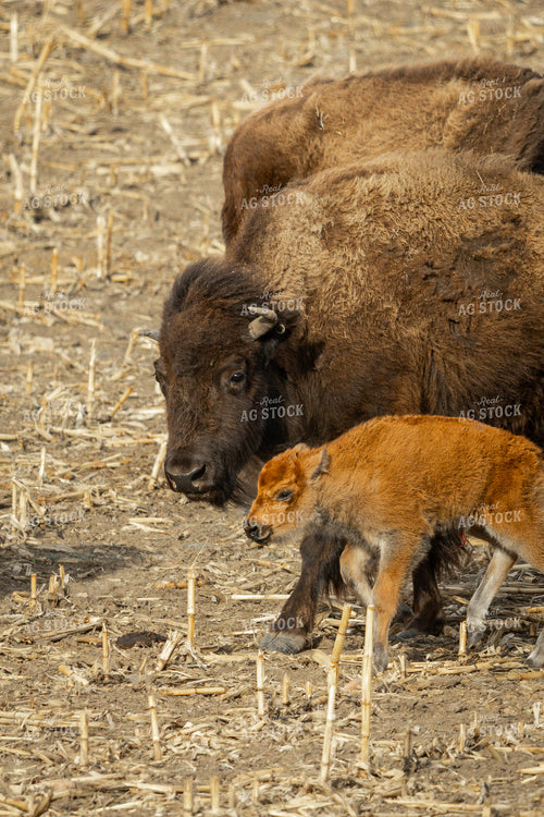Bison 187134