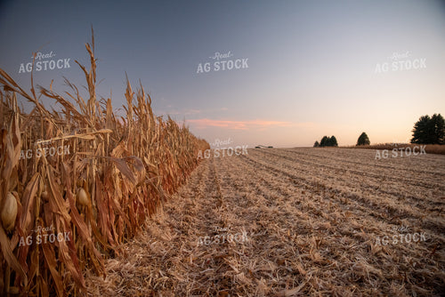 Dried Corn Field 76367