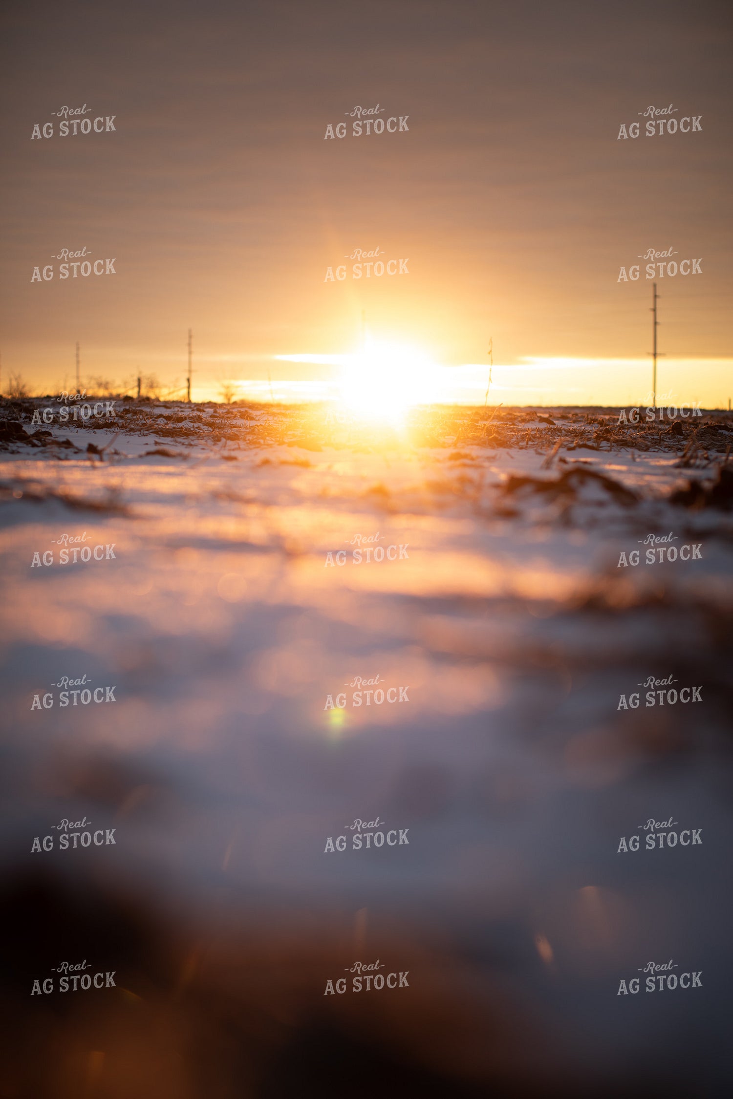 Snowy Harvested Soybean Field 3796