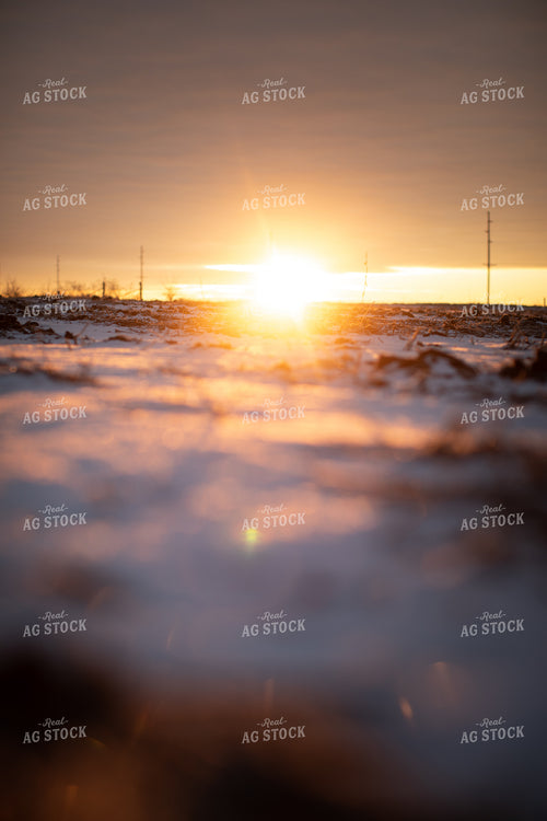 Snowy Harvested Soybean Field 3796