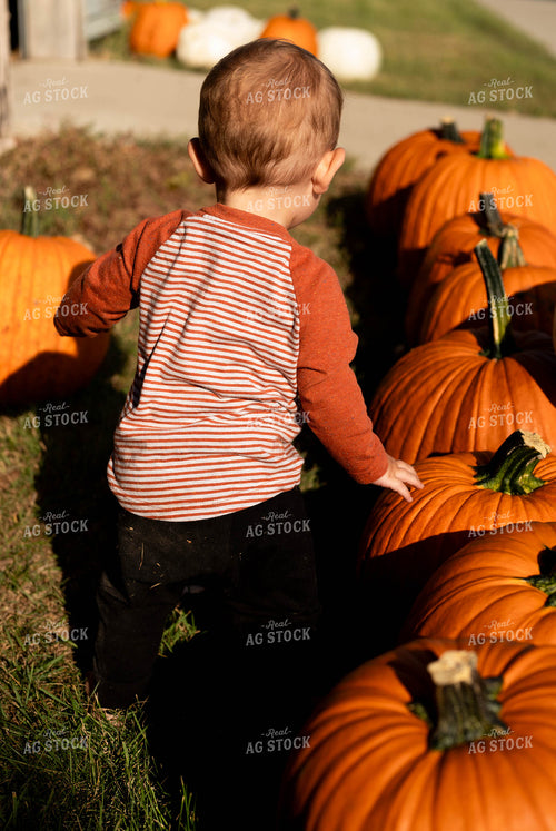 Farm Kid with Pumpkins 185039