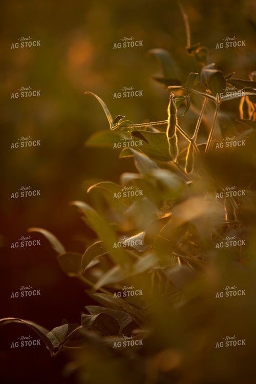 Soybeans - Mid-Season 2375