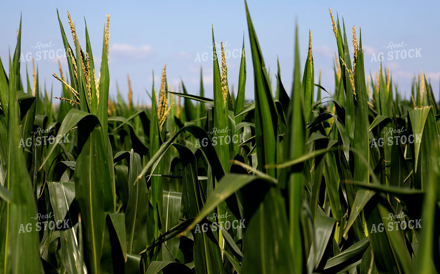 Corn Tassels 141642