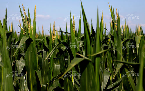 Corn Tassels 141642