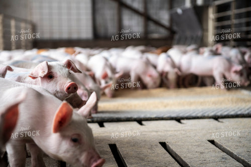 Piglets 197008