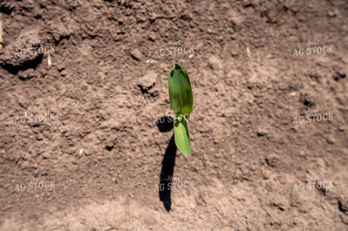 Small Green Plant Growing Alone in Fresh Soil under Bright Sunlight 65315