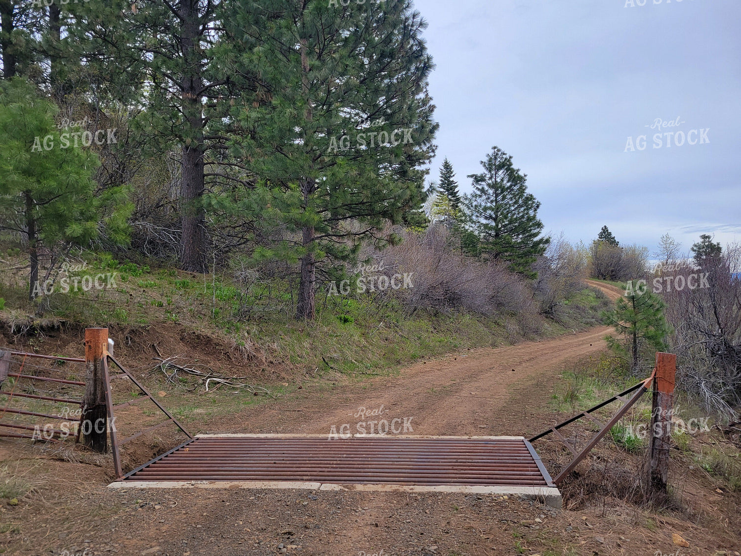 Cattle Grate 122029