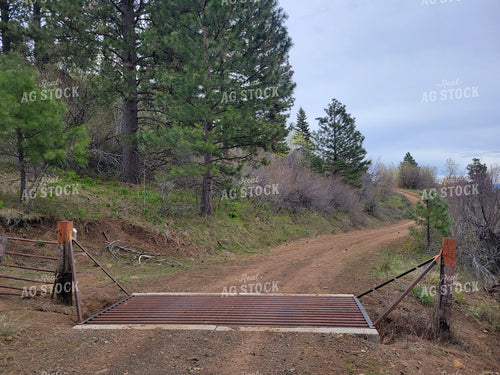 Cattle Grate 122029