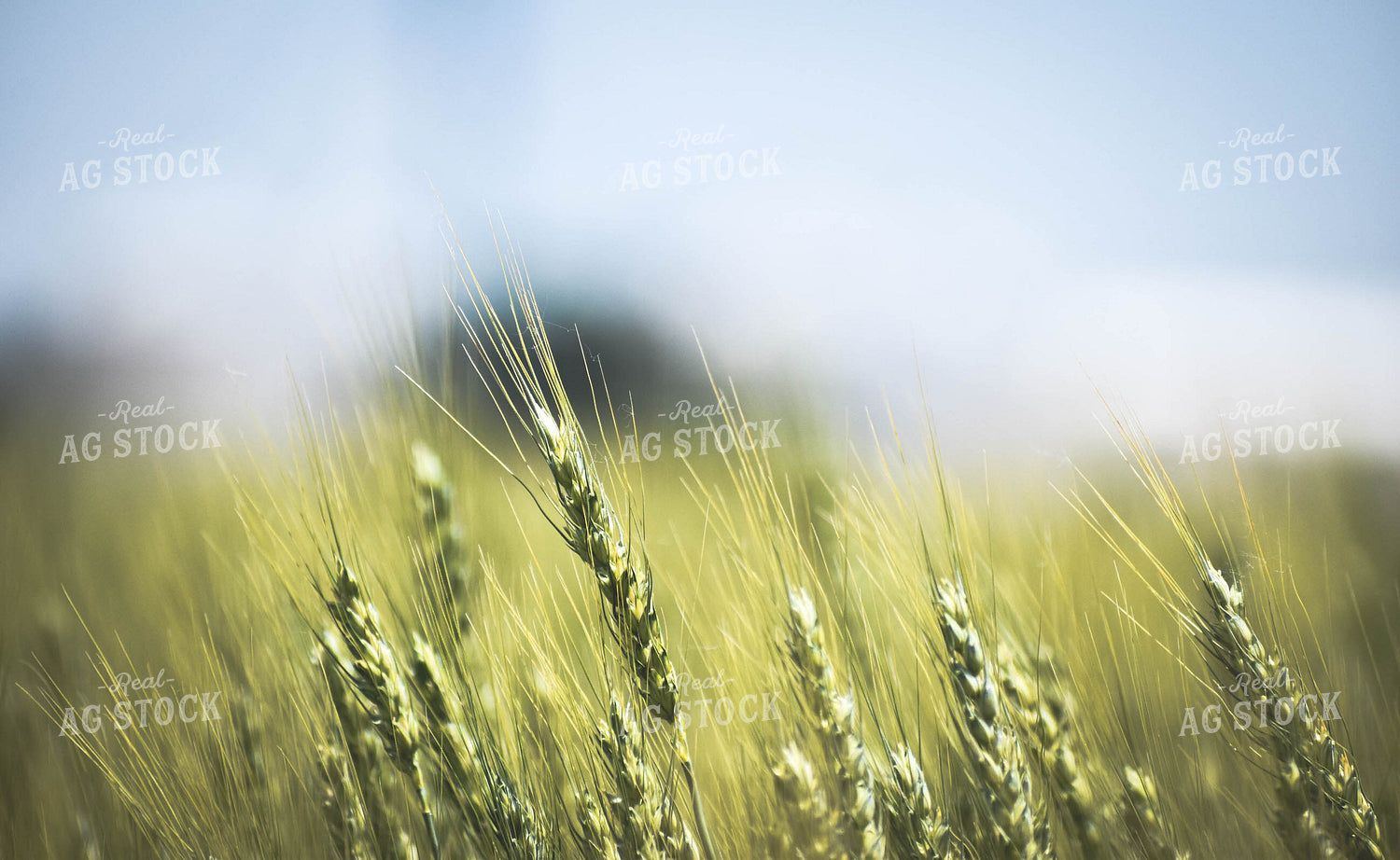 Wheat 56094