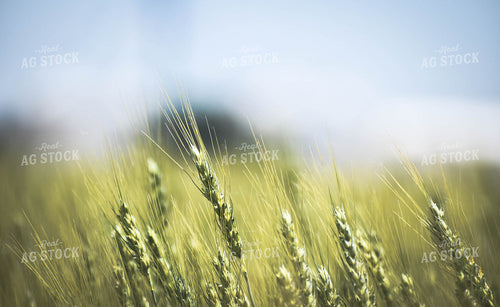 Wheat 56094