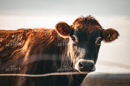 Jersey Calf 166019