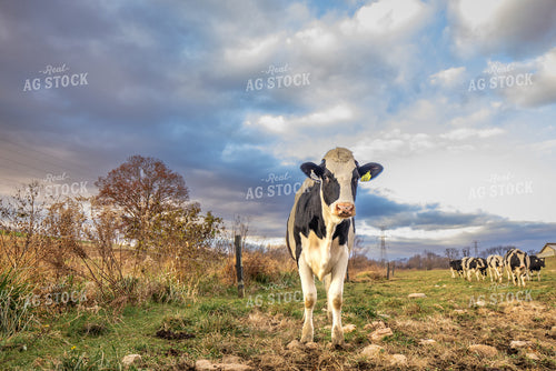 Holstein Cow on Pasture 270047