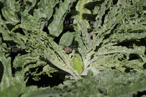 Artichoke 102133
