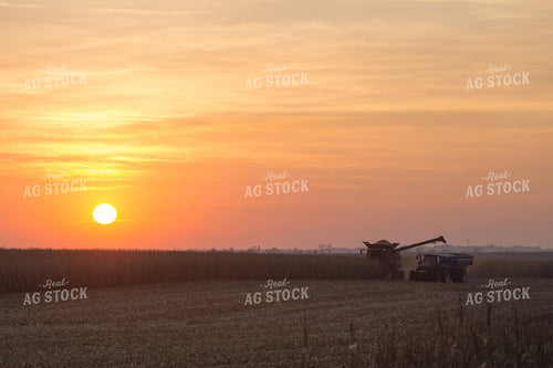 Corn Harvest 145057