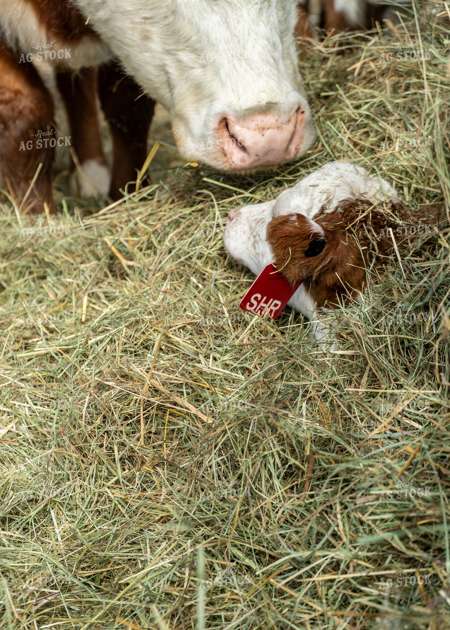 Hereford Cow Calf Pair 65587