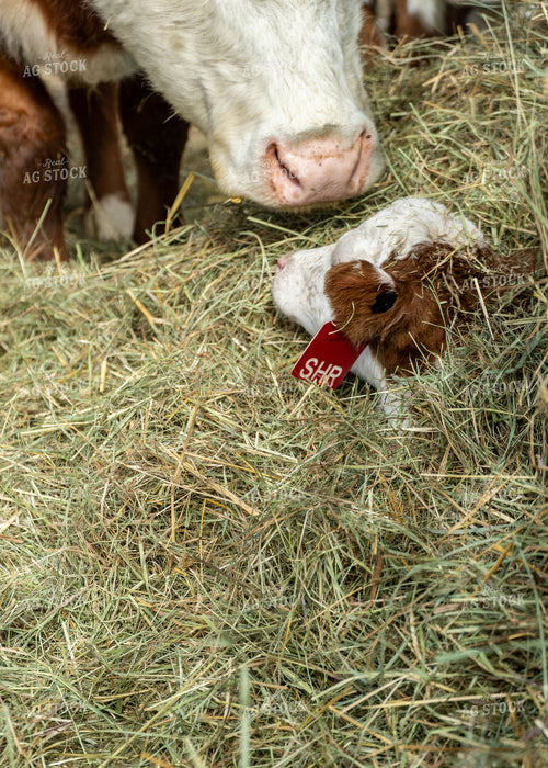 Hereford Cow Calf Pair 65587