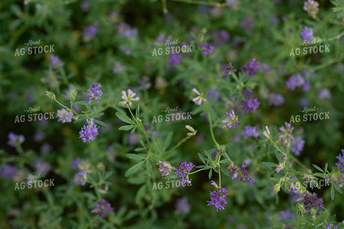 Flowering Alfalfa 185246