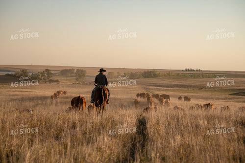 Rancher Herding Cattle on Horseback 212137