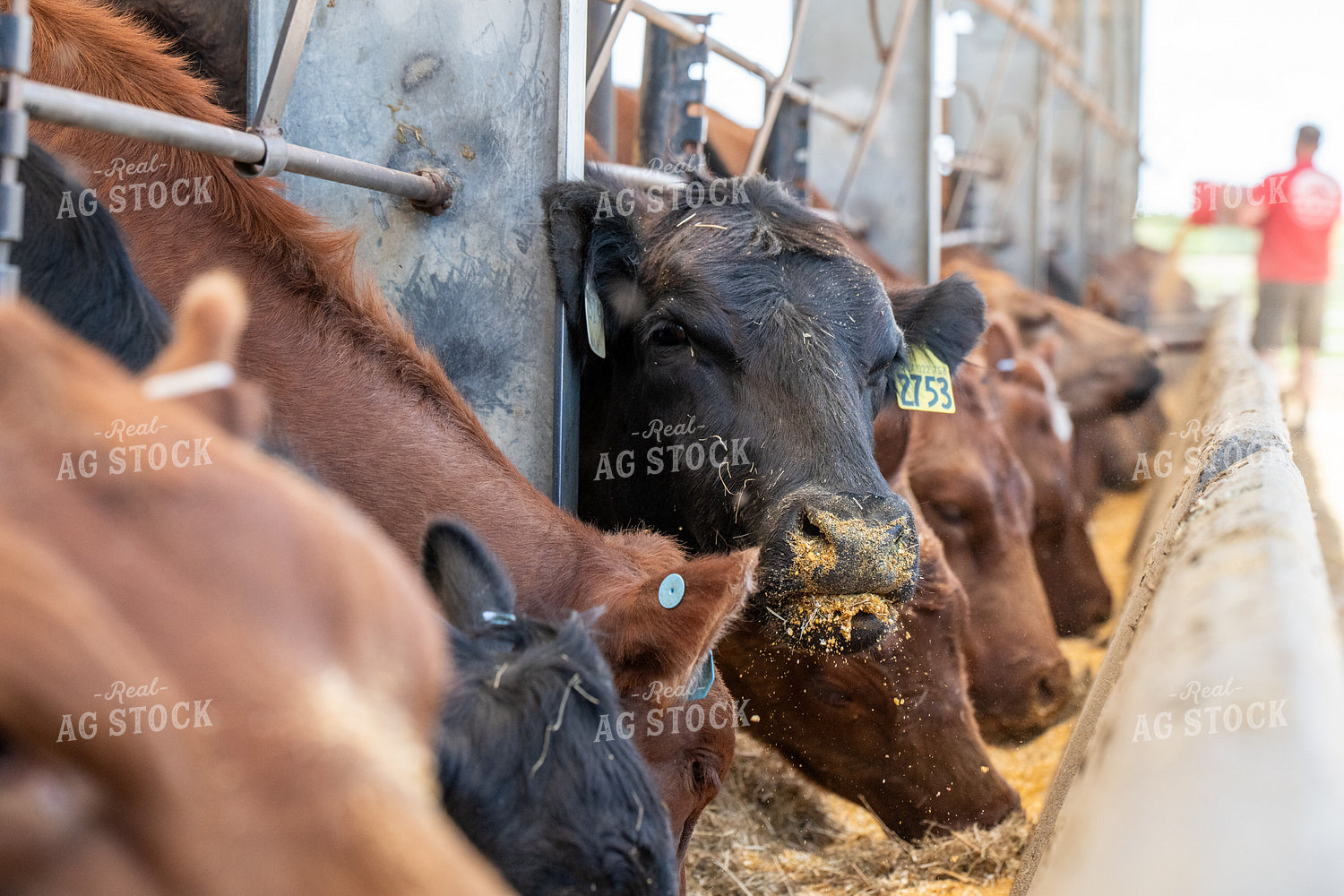 Cattle Producer Feeding Angus Cattle 193073