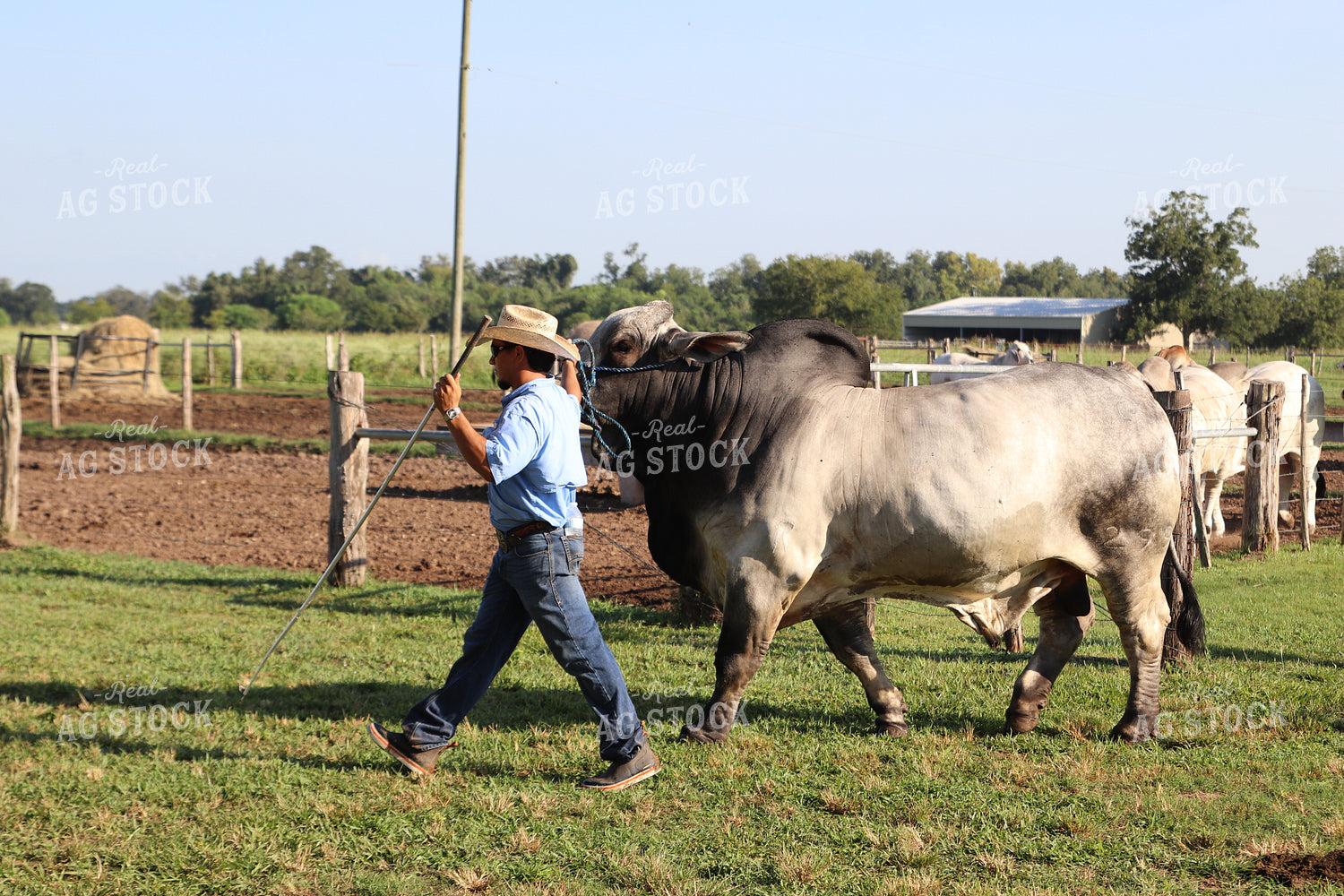 Brahman Cattle Show 102160