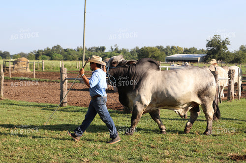 Brahman Cattle Show 102160
