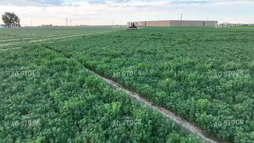 Cutting Alfalfa Field Drone 56404