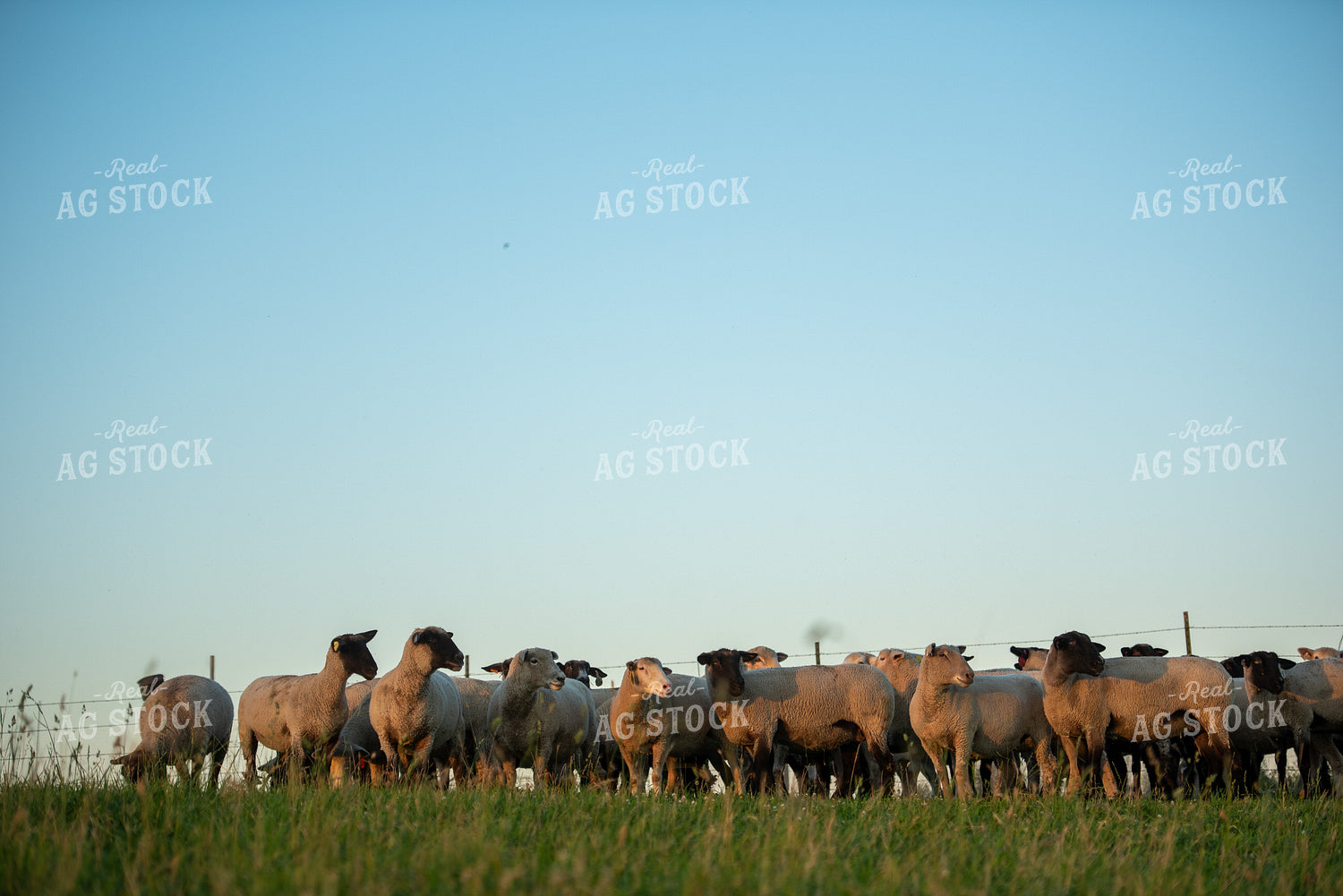 Flock of Sheep Grazing in Pasture 57004