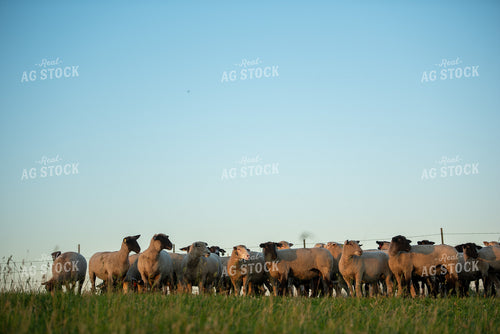Flock of Sheep Grazing in Pasture 57004