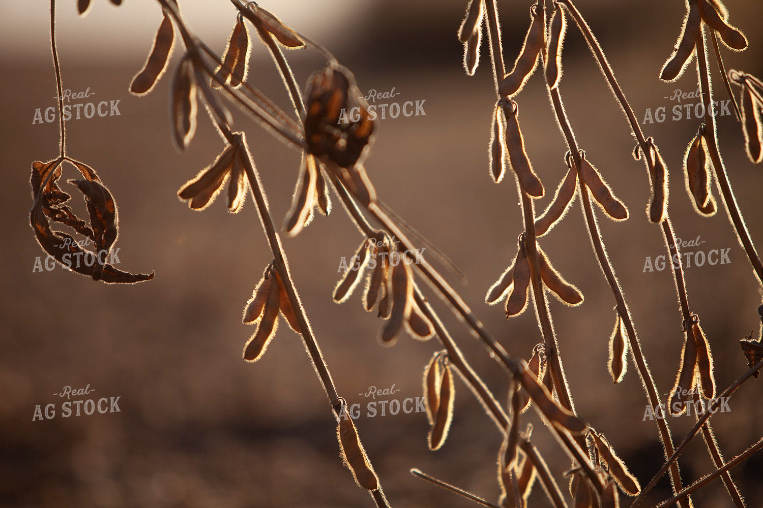 Soybeans - Dry 1603