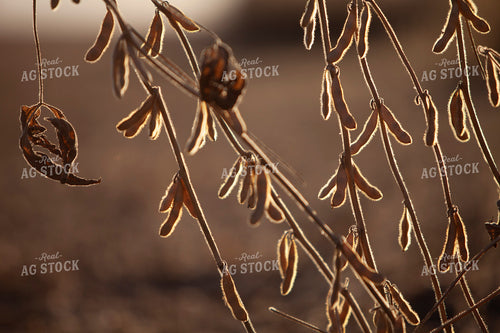 Soybeans - Dry 1603