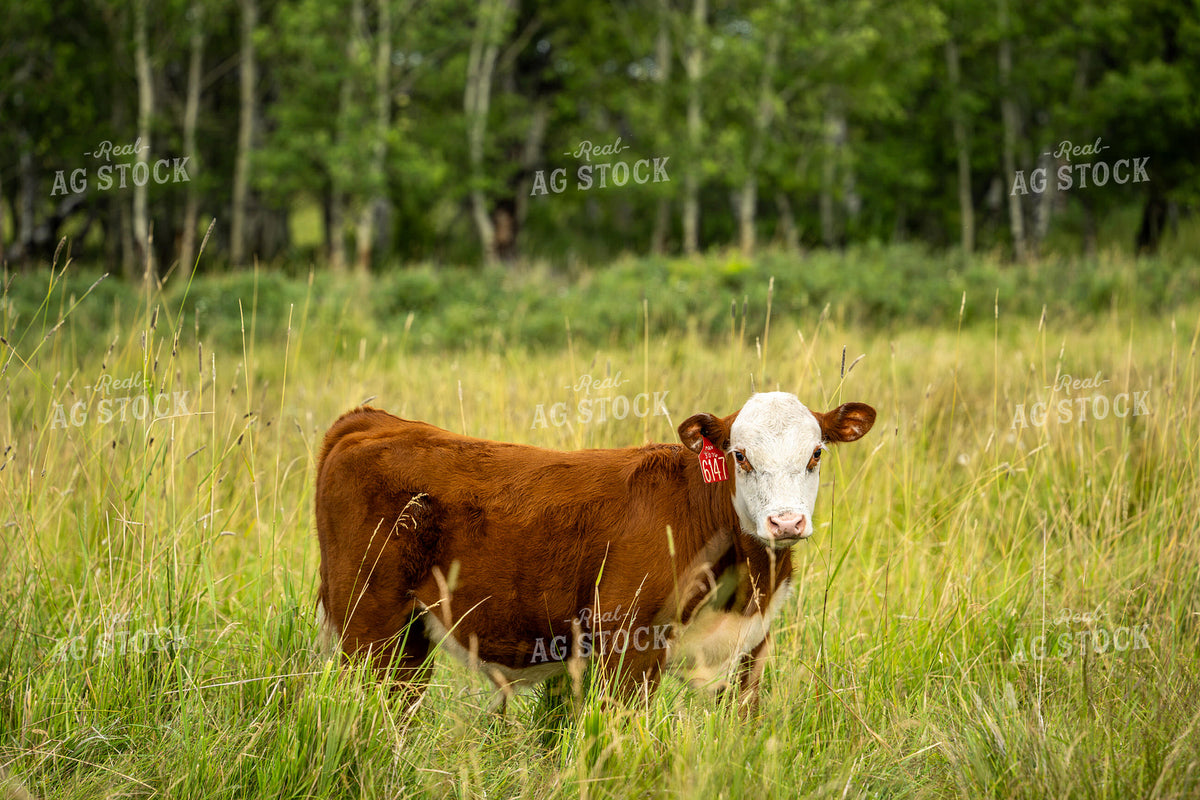 Hereford Calf on Pasture 65956